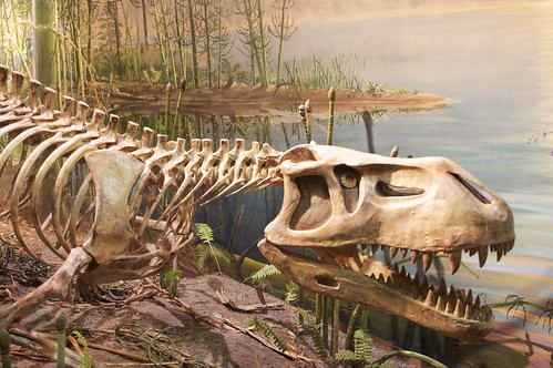 Museum showing dinosaur bones.