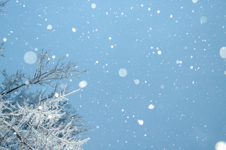 Landscape image of snowy tree.