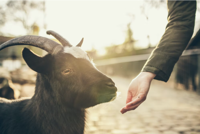 Image of a black billy goat eating from someone's hand.
