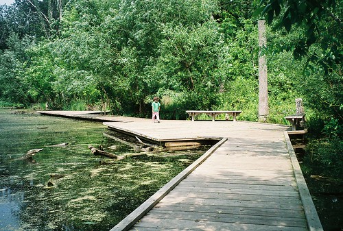 A pond with a dock leading into the mossy water.