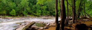 Landscape shot of Sweetwater creek state park. Flowing water ina river with trees on the bank.