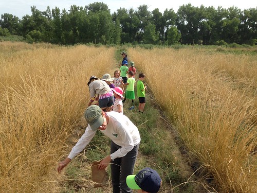 Group of volunteers picking flowers on a grassy trail.