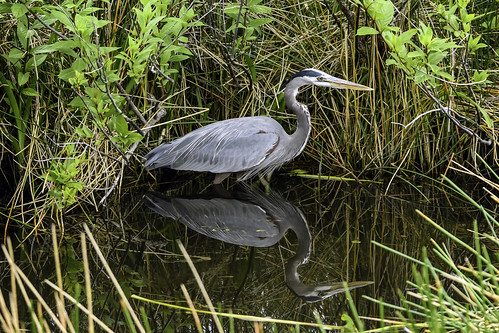 Image of a scrane in an Alpharetta, GA waterway.