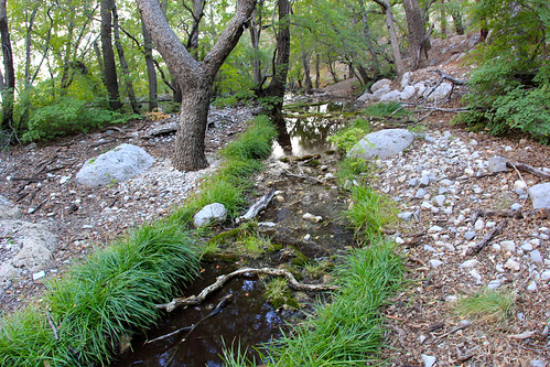 Image of a creek outside of the Coppell TX area.