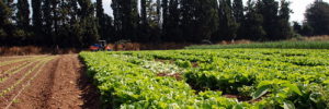 Image of lettuce being grown in Buckhead, GA.
