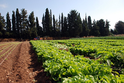 Image of lettuce being grown in Buckhead, GA.