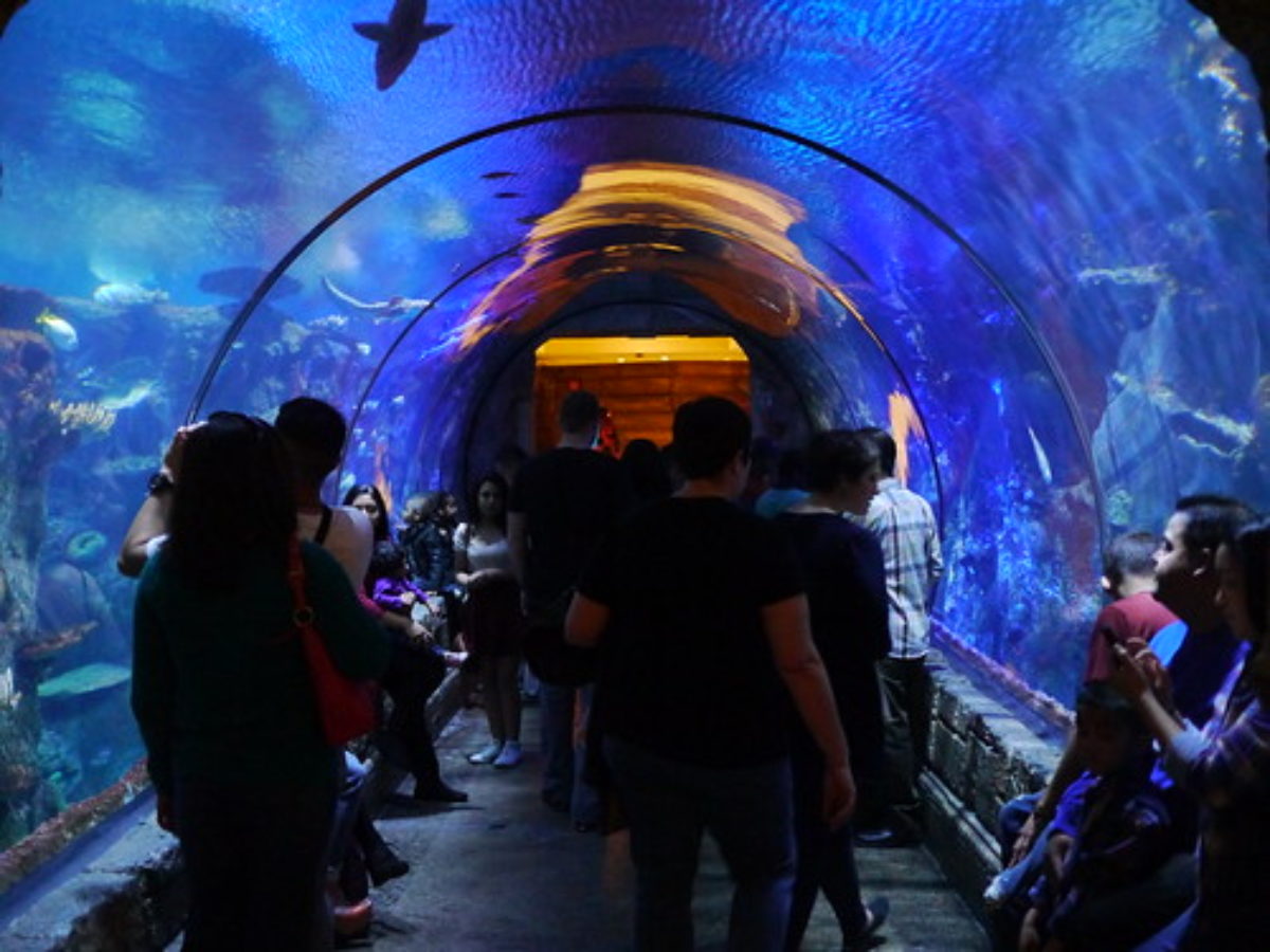 Shark Reef Aquarium at Mandalay Bay in Las Vegas - Discover Exotic