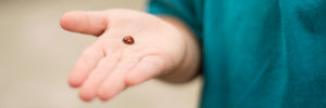 A child holding a lady bug in their hands in Coppell, TX.