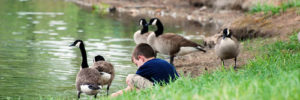 Small boy sitting next to geese at the pond.