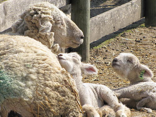 A family of sheep cuddling in a farm stall.