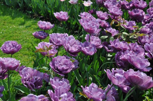 Purple flowers in a Maple Grove, MN garden.