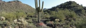 Cactus in a Mesa, AZ desert.