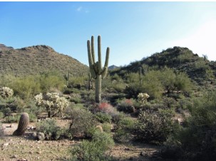 Cactus in a Mesa, AZ desert.