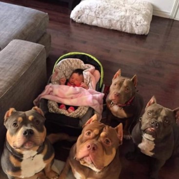 Group of dogs guarding a baby