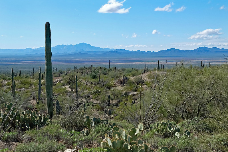 A vast desert landscape of cacti at Seguro National Park near Chandler, AZ