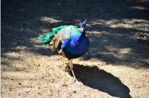Colorful peacock from an Austin zoo.