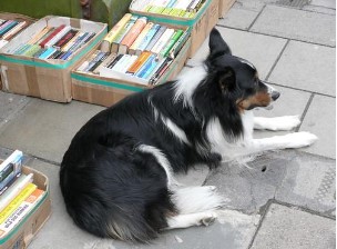 Dog sitting on sidewalk outside Colleyville bookstore.