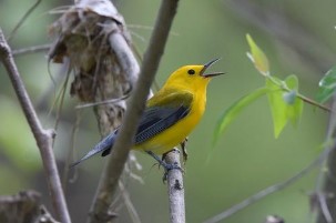 Yellow bird in Ellisville, MO park.