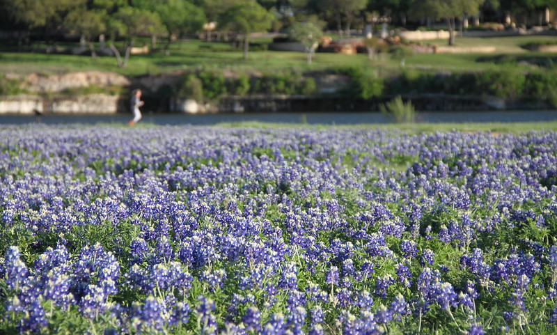 A field of bluebonnets at Brushy Creek Lake Park, Cedar Park, TX