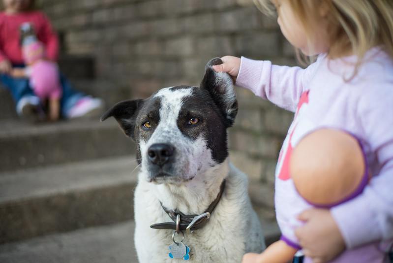 A little girl with a doll, tugging the ear of a very friendly, tolerant dog in Mason, OH