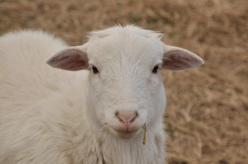 A happy lamb at Littleton Museum near Centennial, CO