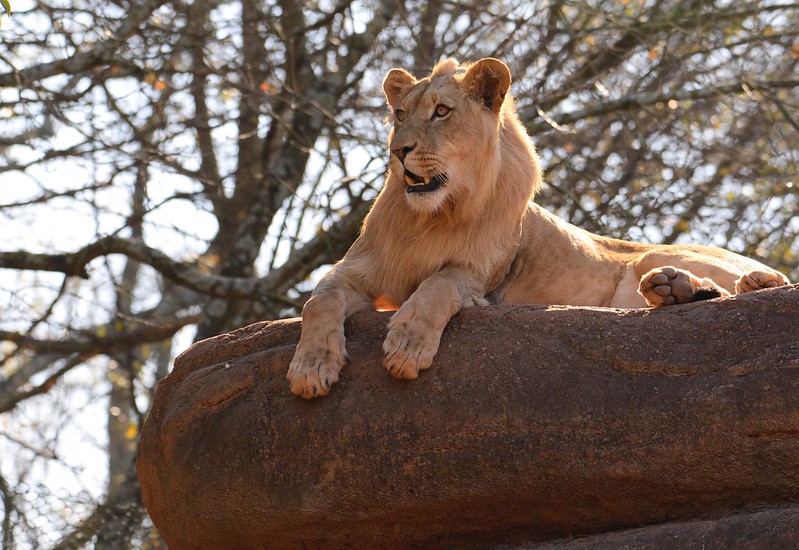 A lion perched atop a rock at a zoo near Norcross, GA