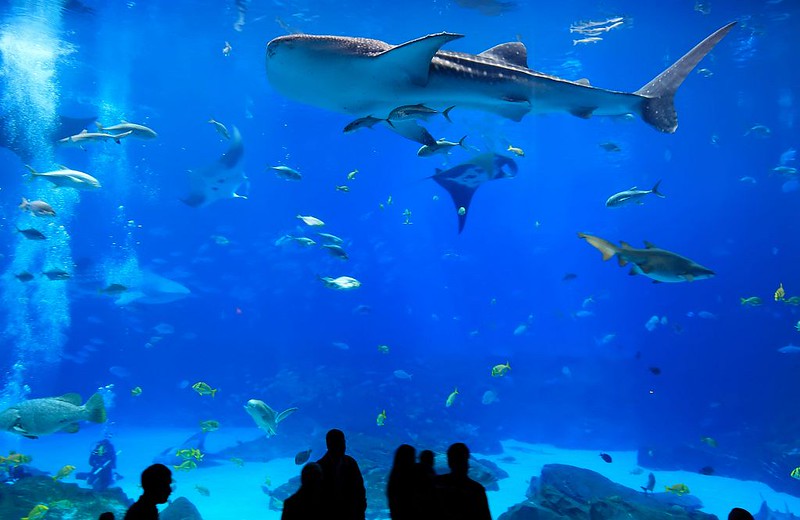 A view of a shark and a school of fish at the Georgia Aquarium