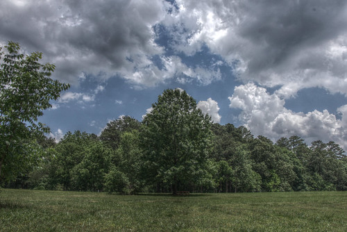 Trees on a summer day with clouds in the sky
