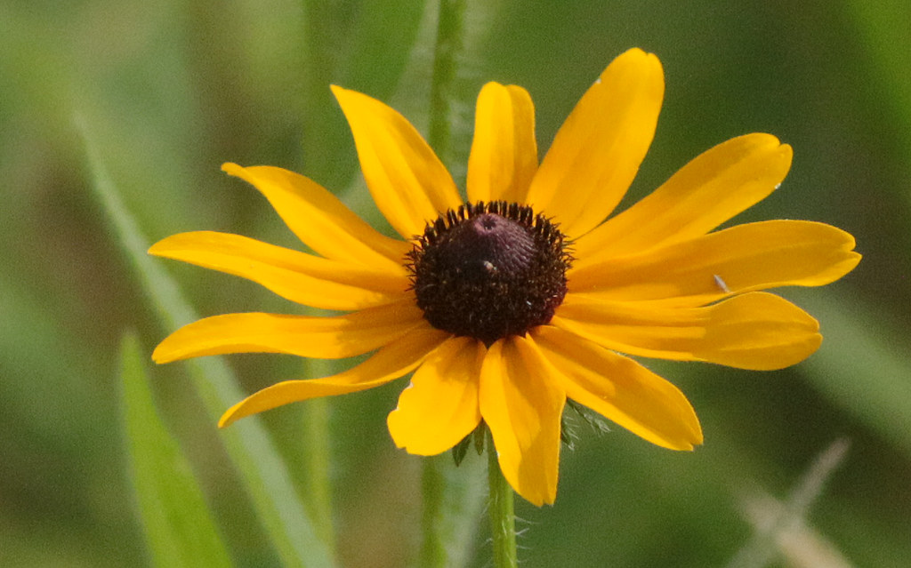 An open sunflower in the sun