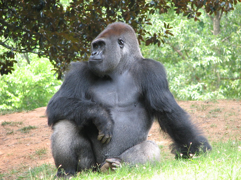 A gorilla looking menacing at Zoo Atlanta near Sugarloaf, GA