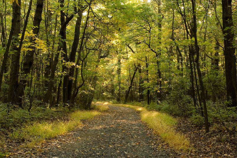 A road through a wooded area in Cheesequake State Park.