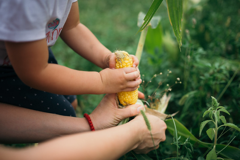 A mother and daughter picking corn at a farm in Alpharetta, GA