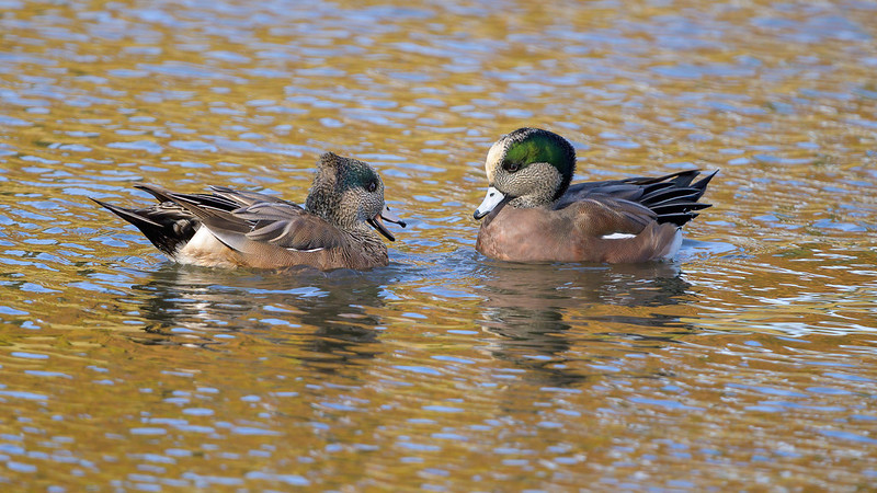 Two ducks in a pond at Coppell Nature Park in Texas