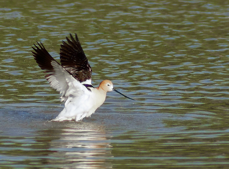 A bird flying above a lake's surface at Riperian Preserve near Gilbert, AZ