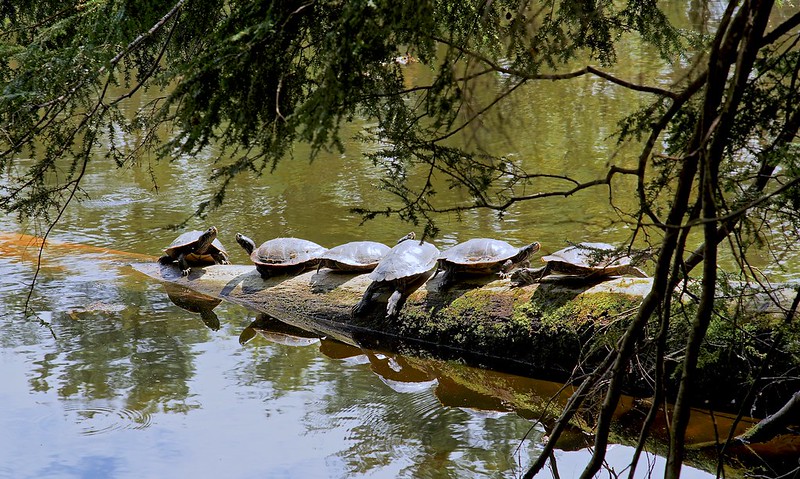 A group of turtles lounging on a log by a lake in a park near Mason, OH