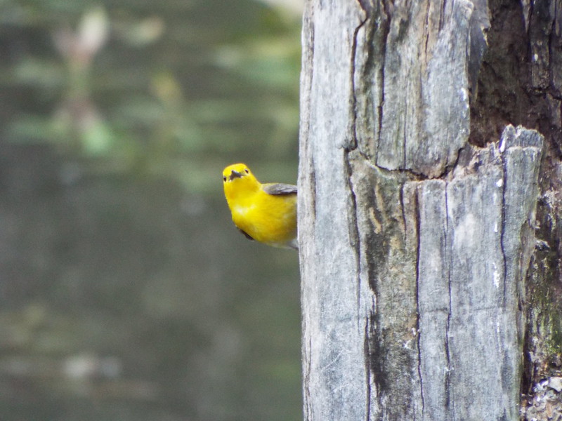 A prothonotary warbler peeking around a tree at Heard Natural Science Center in Texas