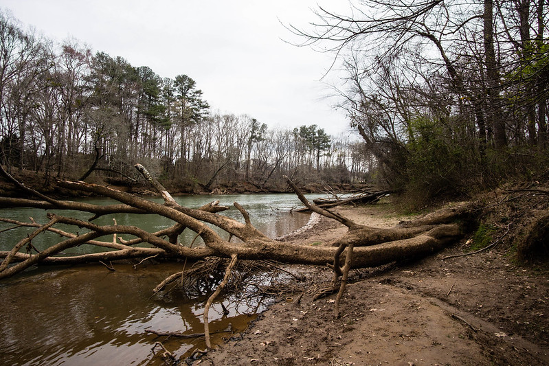 A tree near a river in the Chattahoochee River National Recreation Area near Norcross, GA
