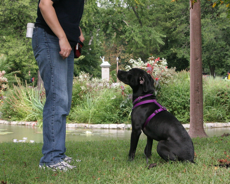 A man training his black lab to sit while outside in the grass
