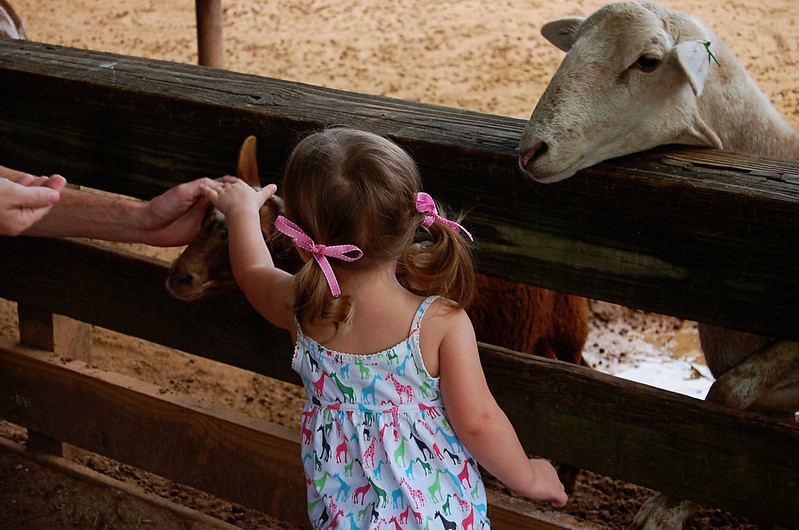 A little girl petting two baby goats at a petting zoo