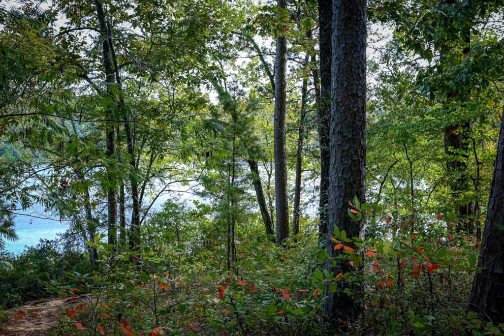 A forest and a lake as part of a hiking trail in Allen, TX