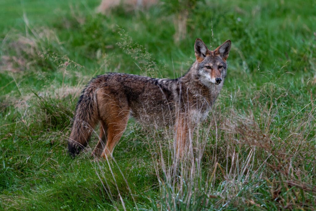A coyote in the wild near Mesa, AZ