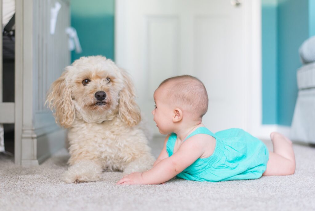 A dog and a baby playing on a carpet in Las Vegas