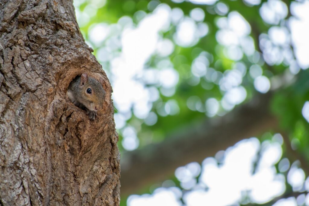 A squirrel peeking out of a tree in Chastain Park in Buckhead, GA