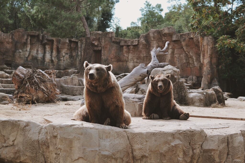 Two bears lounging at the Minnesota Zoo
