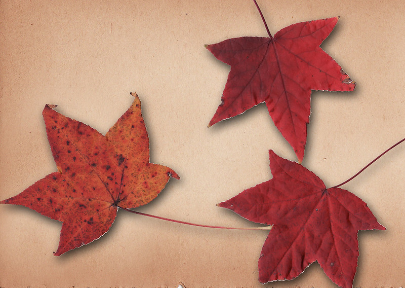 Three red leaves in fall being used for a kids art project.