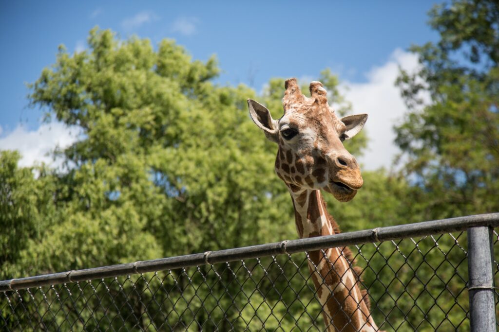 Giraffe at Austin, TX zoo