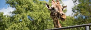 Giraffe at Austin, TX zoo