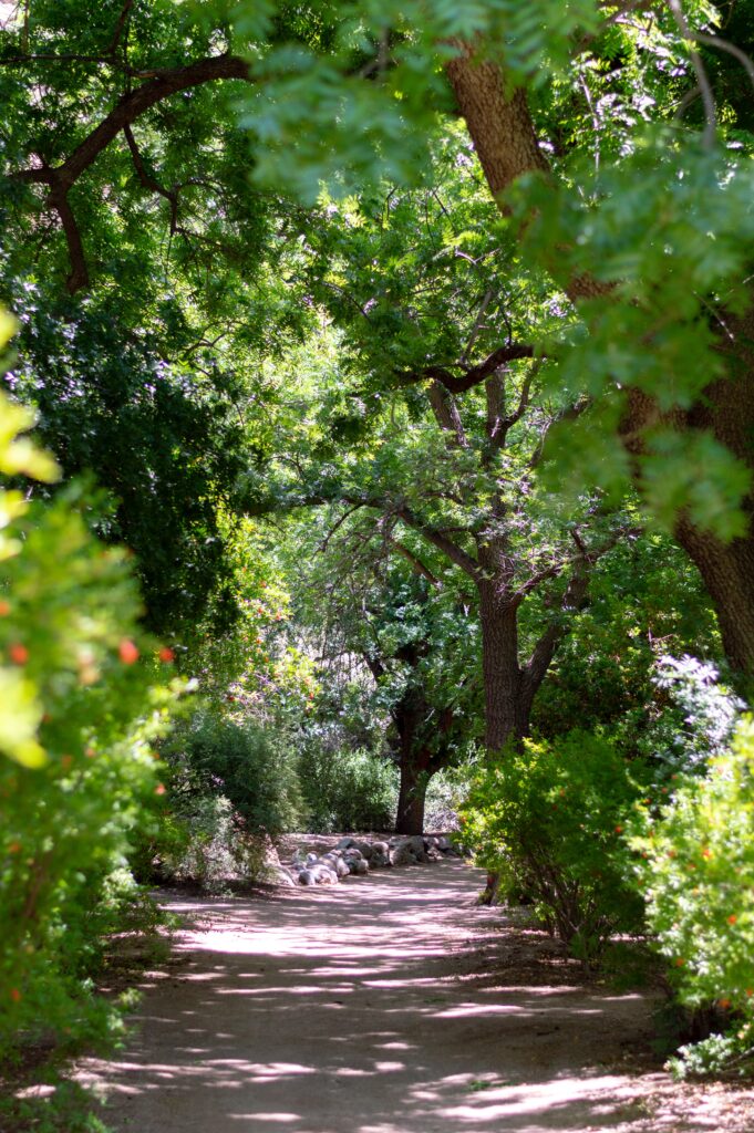 Beautiful park with trees near Frisco, TX.