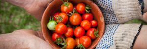 Chanhassen, MN CSA box. Homegrown tomatoes.