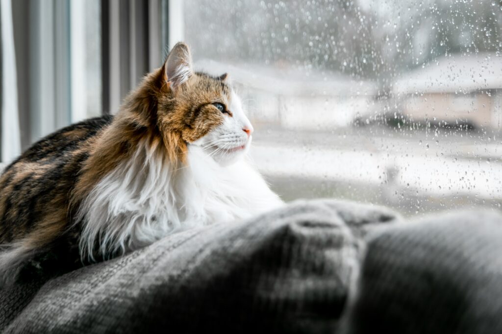 Cat stuck inside on a rainy day in Lone Tree, CO.